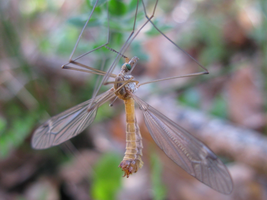 Tipula oleracea?